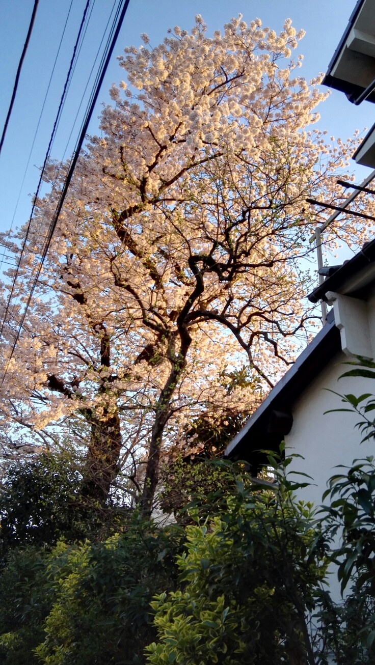 庭時計の日々　〜大きな桜の木の下で〜